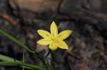 Yellow stargrass
